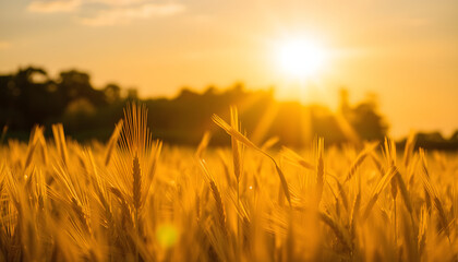 Fototapeta premium Gold wheat field illuminated by rays of the setting sun, photo. White tone