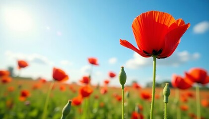 Vibrant red poppy flowers blooming in a sunny meadow, summer, poppy