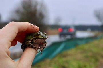 Krötenwanderung an einer Landstraße, Helfer rettet Frosch am Amphibienzaun