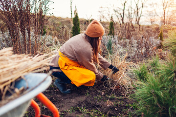Cutting back ornamental grasses in spring garden. Gardener pruning pennisetum with shears. Taking...