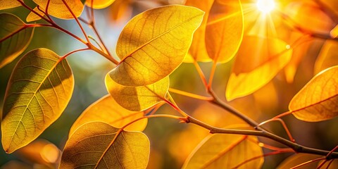 Fototapeta premium Golden Eucalyptus Leaves: Vibrant Autumnal Foliage Photography