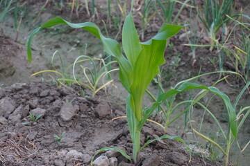 A young corn plant is growing on the agricultural field