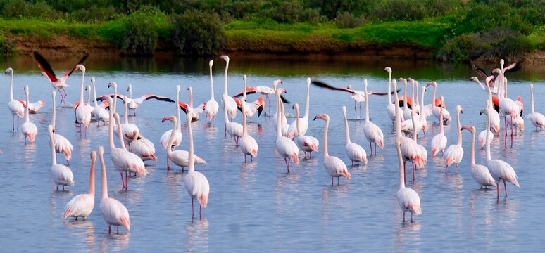 Flamingos in the Ria Formosa Natural Park, Olh&atilde;o, Algarve, Portugal