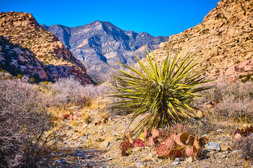 Desert Yucca and Cacti with Rugged Mountains in Nevada Panorama