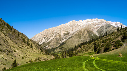 Fototapeta premium summer in the mountains. green mountain peaks