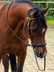 portrait of a horse