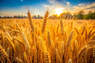 Fototapeta premium Golden Wheat Fields of Pakistan: A Candid Harvest Scene