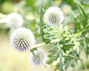 Glandless globe thistle  (Echinops exaltatus)