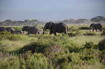 Fototapeta premium herd of elephants