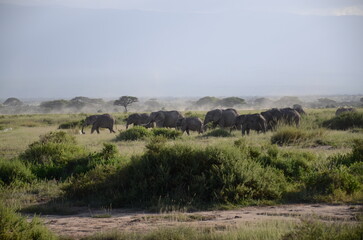 Obraz premium Herd of elephants