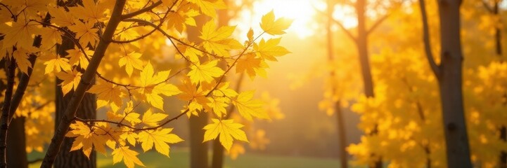 Fototapeta premium Sunlit bright yellow aspen leaves on branches, tree, scenic
