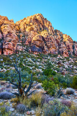 Rugged Red Rock Canyon with Twisted Tree Eye-Level Perspective