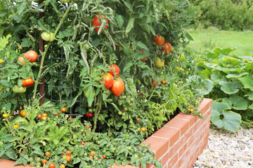 A modern vegetable garden with raised bricks beds. Tomatoes growing in bed