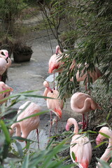 Flamingo im Park mit Bambus