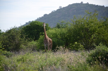Giraffe