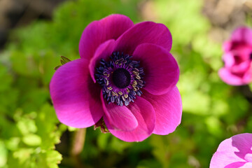 Fototapeta premium Gros plan d'une fleur d'anémone coronaire rose foncé, cadrée au milieu