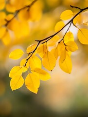 Fototapeta premium Vibrant close up of yellow autumn leaves hanging from a branch in soft natural light : Generative AI
