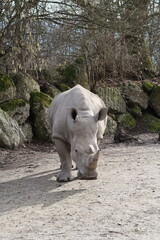 Fototapeta premium Nashorn frontal