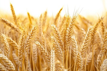 Golden Wheat Field with Backlit Wheat Ears. Macro Photography Style and Natural Light