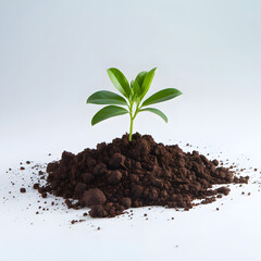 Young Green Sprouts Growing in Sunlit Soil