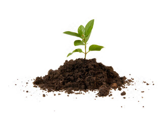 Young Green Sprouts Growing in Sunlit Soil