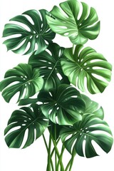 Lush Monstera Deliciosa Leaves Against White Backdrop Capturing Botanical Beauty with Vibrant Green Tones and Elegant Leaf Structure for Tropical Ambiance