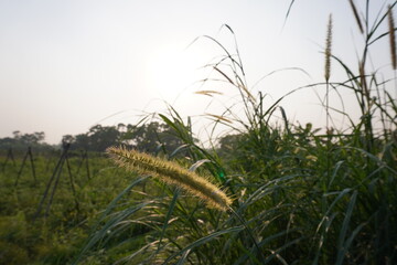 Close-up of the seed head of Green Foxtail with nature background