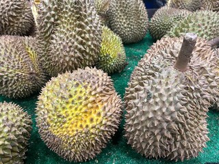 Durian montong comes from Thailand. Durian is the king of fruits with a very pungent aroma and sweet taste. The texture of the fruit is soft