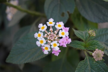 Close-up of the white and pink lantana on its plant 
