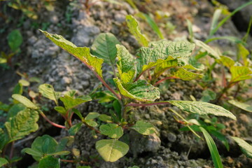 Close-up of the spiny amaranthus on the field 