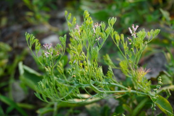 A tiny stem of fineleaf fumitory with its tiny leaves and tiny flowers