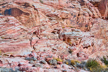 Red Rock Sandstone Formations with Desert Flora Eye-Level View