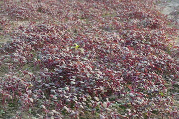 A large cluster of red amaranthus on the agricultural field 