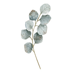 Watercolor illustration with branch of silver eucalyptus of savage green color. Can be used on fabrics and paper products and other. 