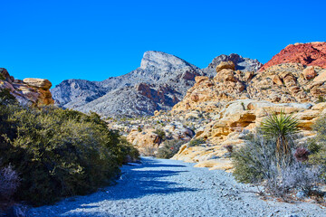 Red Rock Desert Path and Yucca with Mountain View Perspective