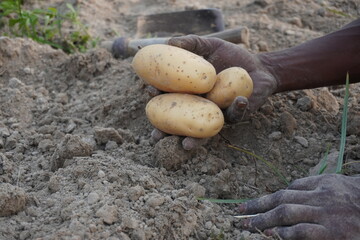 A man is holding fresh potatoes in his hand just after harvesting 