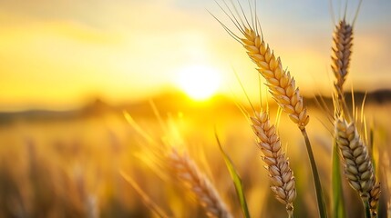 Golden wheat field illuminated by sunset with foreground details showcasing nature's bounty : Generative AI