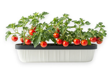 Cherry tomato plant in container isolated. A potted tomato plant with ripe red cherry tomatoes growing in a rectangular planter. AI generated.  .