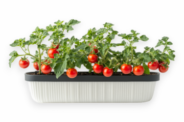 Cherry tomato plant in container isolated. A potted tomato plant with ripe red cherry tomatoes growing in a rectangular planter. AI generated.  .