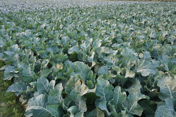A vast field of cauliflower, a dense foliage 