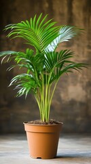 Fototapeta premium Lush areca palm in terracotta pot against a textured wall providing a tropical indoor plant decor and natural light for a vibrant home environment