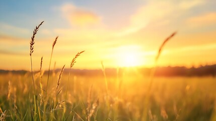 Fototapeta premium Golden Sunrise Over Serene Field with Delicate Grasses Dancing in the Breeze : Generative AI