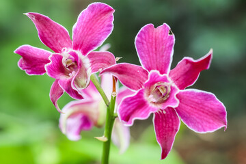 Pink Tropical flowers and green leaves 