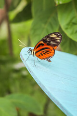 Butterfly on flowers 