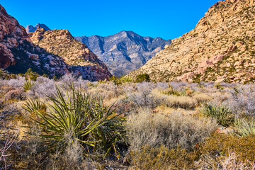 Rugged Red Rock Canyon Desert with Yucca Plants Low-Angle View