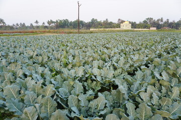 A field of brocolli, the leaves of the brocolli made a dense foliage 