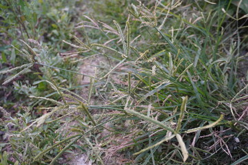 A bush of goosegrass or finger millet on the grassy field 