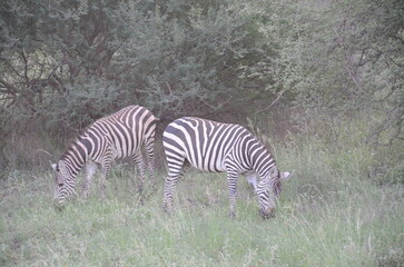 Zebra in Tsavo East