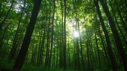 Naklejka premium Dense Forest Filled with Green Trees and Sunlight Filtering Through the Canopy : Generative AI
