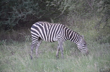 Zebra in Tsavo East
